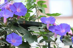 Ipomoea indica